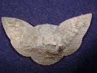 RAF Air Steward Bullion Mess Dress Wings